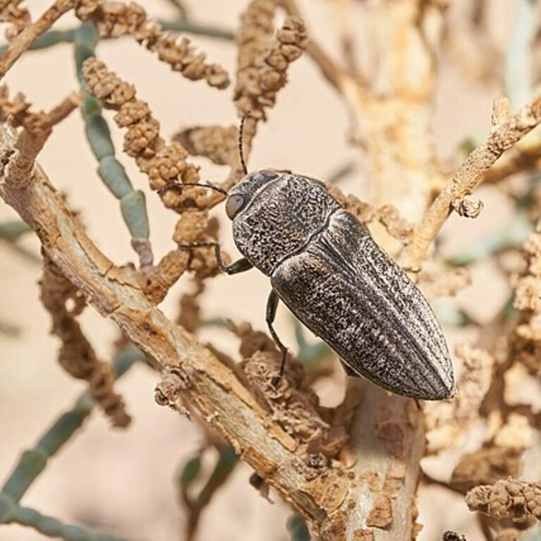Adult beetle on iodine bush near the Salton Sea