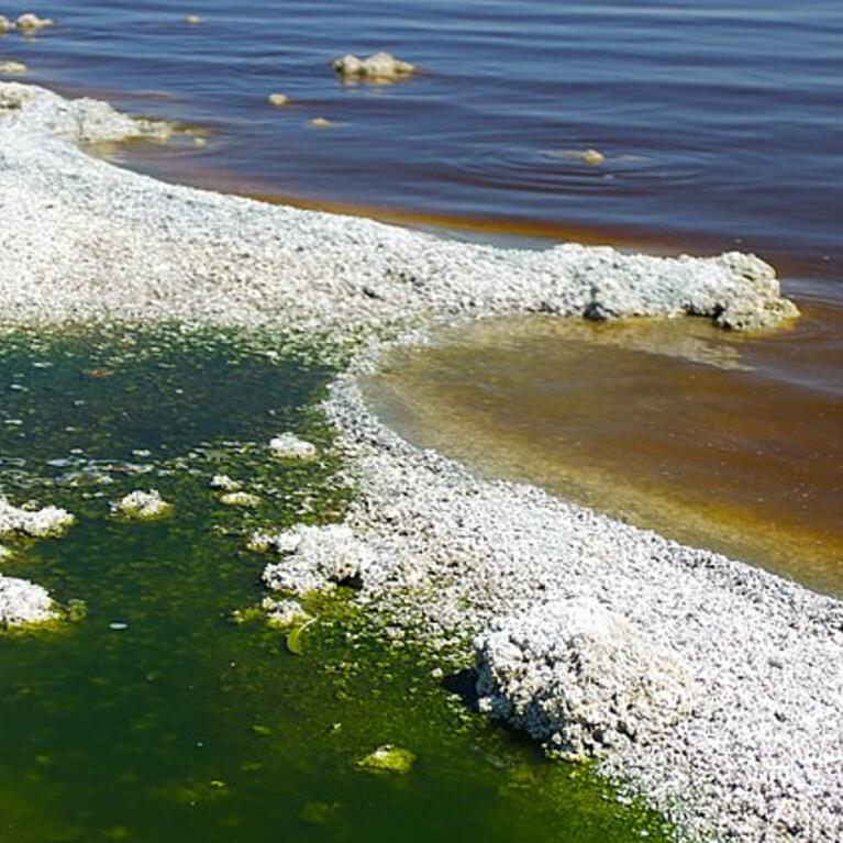 Salton Sea algal bloom caused by bacteria