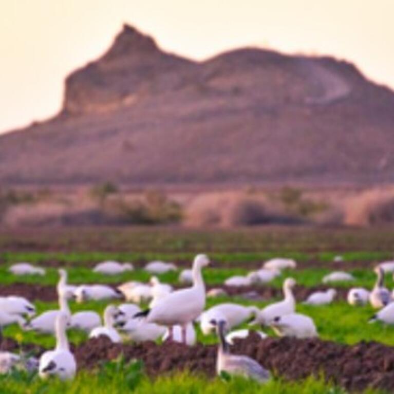 Snow geese near Salton Sea