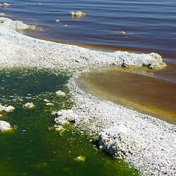 Algal bloom