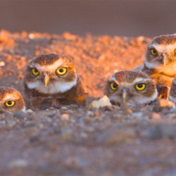 Owls