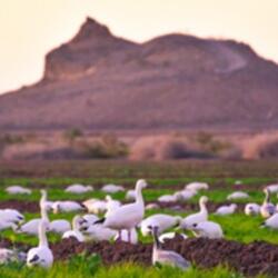 Geese