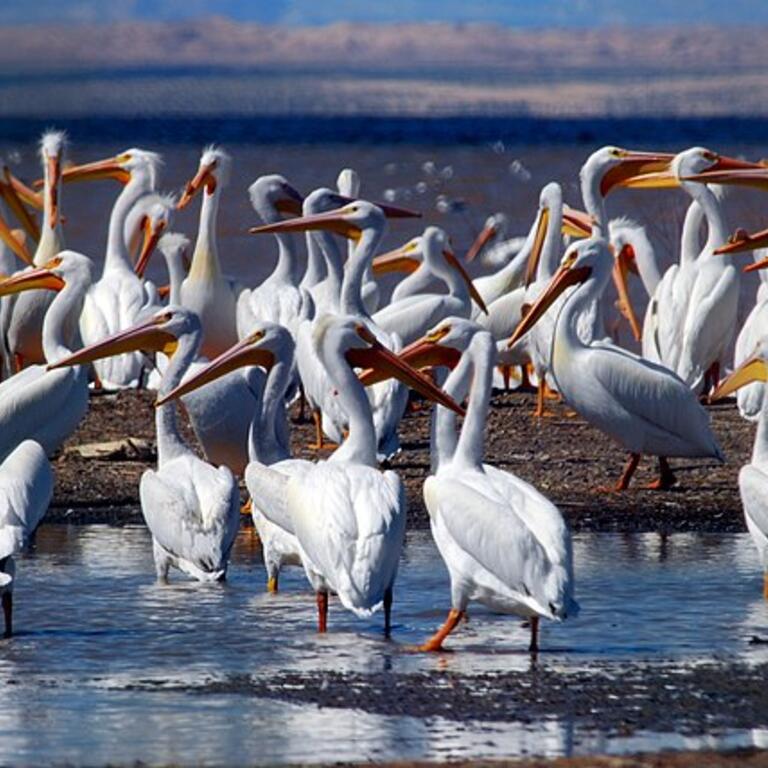 Salton Sea American White Pelicans